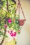 Hanging garden plants