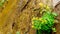 The Hanging Gardens on the Sandstone Mountains in Zion National Park, Utah, USA