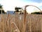 Hanging grain, bent stalk of wheat over a field, sown wheat, wheat field, twig of ripe wheat, field in the countryside