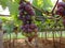 Hanging grape bunches vineyard