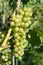 Hanging grape on a wine plantation