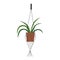 Hanging green plant in pot, decorative houseplant in handmade macrame holder