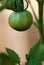 Hanging Green Tomato Fruit On Vine