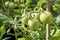 Hanging green unripe tomatoes on a tomato plant