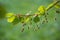 Hanging hairy male flowers and young leaves on a branch of a beech tree Fagus sylvatica in spring, natural green background,