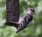 Hanging Hairy Woodpecker