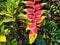 hanging heliconia flower in the garden blossom background nature