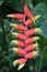 Hanging Heliconia Lobster Claw Flower