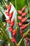 Hanging Heliconia Lobster Claw Flower
