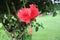 Hanging hibiscus