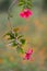 Hanging Hibiscus