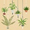 Hanging house plant. Indoor plants with macrame hanger. Scandinavian interior planting vector set