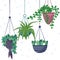 Hanging house plants and flowers in pots.