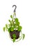 Hanging Houseplant