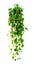 Hanging houseplant isolated