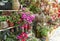 Hanging Hybrid pentunias flowe