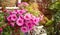 Hanging Hybrid pentunias flower