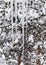 Hanging icicles on background trees