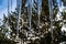 Hanging icicles on background trees