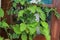 Hanging ivy plant in a green planter in front of an open window