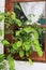 Hanging ivy plant in a green planter in front of an open window