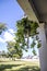 Hanging jade succulent plant outside home