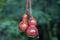 A hanging Japanese Hyotan gourd with calabash shape, amulet for fortune