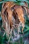 Hanging leaves of a tropical tree.