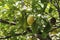 Hanging lemon on a branch in sunny weather