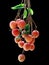 Hanging Litchi on dark background