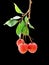 Hanging Litchi on dark background