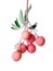 Hanging Litchi on white background