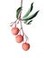 Hanging Litchi on white background