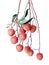 Hanging Litchi on white background