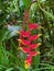 Hanging lobster claw heliconia blooming in the rainforest in Costa Rica