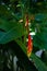 Hanging lobster claw Heliconia rostrata tropical flower bright red yellow green plant flora in Tobago Caribbean