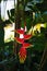 Hanging lobster claw Heliconia rostrata tropical flower bright red yellow green plant flora in Tobago Caribbean