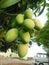 Hanging Mangoes