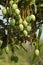 Hanging mangoes