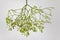 Hanging mistletoe viscum album - Symbol for Christmas and Love