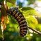 Hanging monarch caterpillar