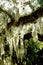 Hanging moss backlit