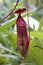 Hanging Nepenthes bokorensis Mey close up