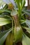 Hanging Nepenthes graciliflora close up