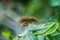 Hanging nest of a raft spider filled with small baby spiders