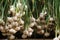 Hanging Organic Garlic Harvest. Countryside Farming, Farm, Agriculture, Wooden Pallets. Fresh. Beautiful Nature.