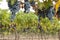 Hanging organic wine grapes, California.