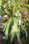 Hanging ornamental plant Elkhorn fern grows healthy