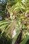 Hanging ornamental plant Elkhorn fern grows healthy