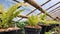 The hanging ornamental plants on the pots